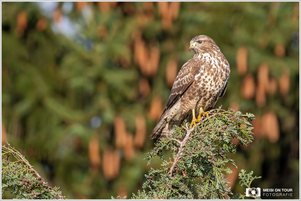 Mäusebussard  |  Nikon Z9, NIKKOR Z 800 mm 1:6,3 VR S mit TC2,0x (1600 mm), ISO 1600, 1/1250s, f/13