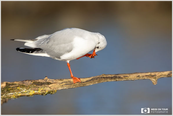 Lachmöwe  |  Canon EOS R6, EF 300 f/2,8 L IS II USM mit Telekonverter 2x (600 mm), ISO 800, 1/2500s, f/6,3