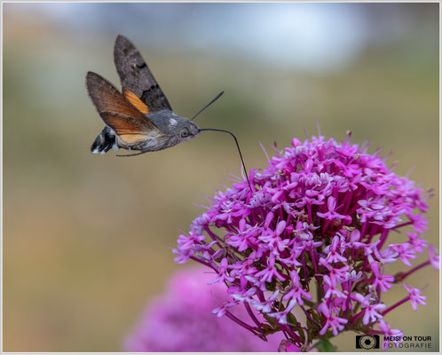 Taubenschwänzchen |  Nikon Z8, NIKKOR Z MC 105 1:2,8 VR S, ISO 1250, 1/2500s, f/8