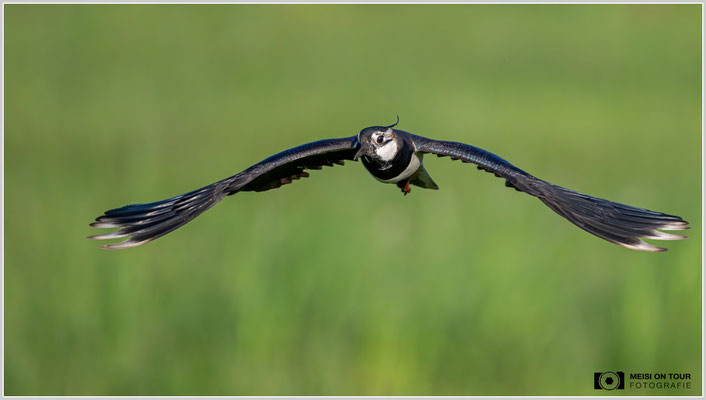 Kiebitz  |  Nikon Z8, NIKKOR Z 800 mm 1:6,3 VR S mit TC1,4x (1120 mm), ISO 2500, 1/5000s, f/9