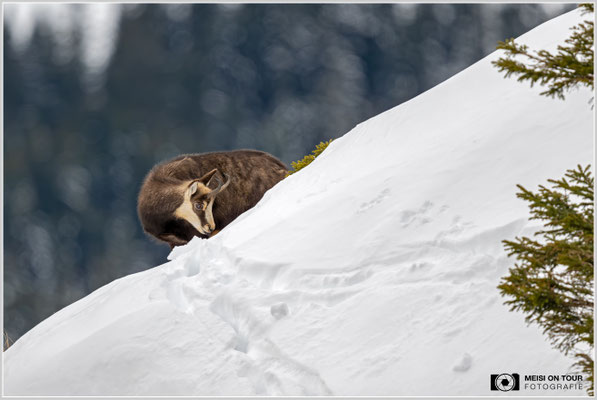Gams bei der Futtersuche  |  Nikon Z9, NIKKOR Z 800 mm 1:6,3 VR S, ISO 1100, 1/1600s, f/6,3