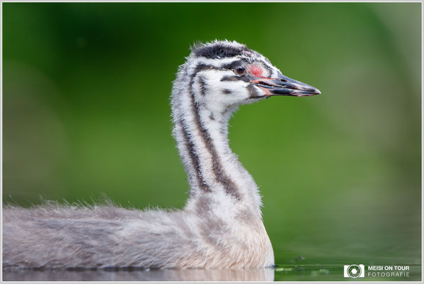 Haubentaucher  |  Canon EOS-5D Mark IV, EF 300 f/2,8 L IS II USM mit Telekonverter 2x (600 mm), ISO 800, 1/500s, f/6,3, Reissack, Winkelsucher