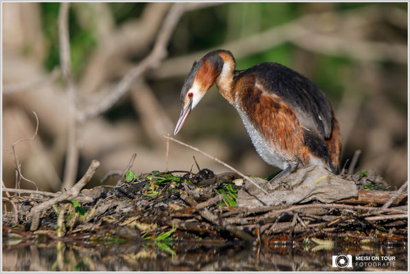 Haubentaucher  |  Canon EOS-5D Mark IV, EF 300 f/2,8 L IS II USM mit Telekonverter 2x (600 mm), ISO 400, 1/1600s, f/5,6, Reissack, Winkelsucher