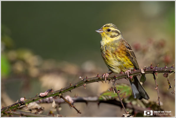Goldammer  |  Nikon Z9, NIKKOR Z 800 mm 1:6,3 VR S mit TC1,4x (1120 mm), ISO 1000, 1/2500s, f/9