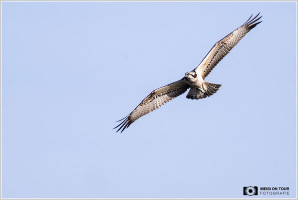 Fischadler  |  Nikon Z9, NIKKOR Z 100-400 mm 1:4,5–5,6 VR S mit TC2,0x (800 mm), ISO 1600, 1/1250s, f/11