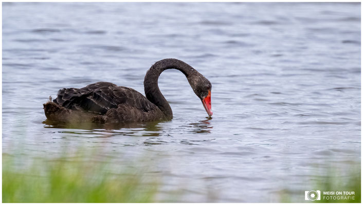 Trauerschwan  |  Nikon Z9, NIKKOR Z 100–400 mm 1:4,5–5,6 VR S mit TC2,0x (800 mm), ISO 3600, 1/2000s, f/11