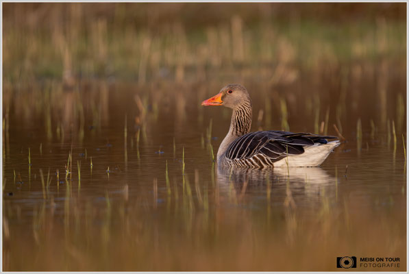 Graugans  |  Nikon Z9, NIKKOR Z 800 mm 1:6,3 VR S mit TC1,4x (1120 mm), ISO 1600, 1/1600s, f/9