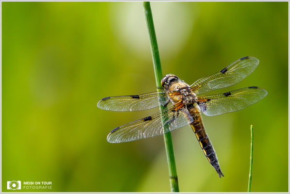 Vierfleck  |  Canon EOS-7D Mark II, EF 300 f/2,8 L IS II USM, ISO 125, 1/500s, f/5 Einbeinstativ