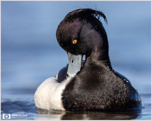 Reiherente  |  Canon EOS R6, EF 300 f/2,8 L IS II USM mit Telekonverter 2x (600 mm), ISO 800, 1/2500s, f/7,1