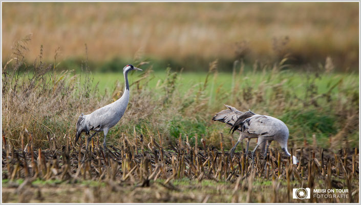 Grauer Kranich  |  Canon EOS-5D Mark IV, EF 300 f/2,8 L IS II USM mit Telekonverter 2x III (600 mm), ISO 400, 1/640s, f/5,6, Stativ