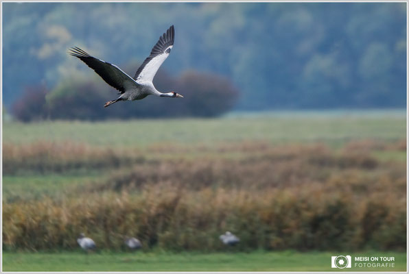 Grauer Kranich  |  Canon EOS-5D Mark IV, EF 300 f/2,8 L IS II USM mit Telekonverter 2x III (600 mm), ISO 800, 1/2000s, f/5,6, Stativ