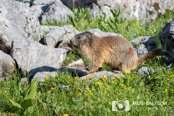 Murmeltier  |  Canon EOS-7D Mark II, EF-S 55-250 f/5,6 IS STM, ISO 100, 1/500s, f/7,1