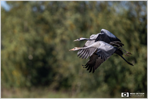 Kranich mit Jungtier beim Anflug  |  Nikon Z9, NIKKOR Z 800 mm 1:6,3 VR S mit TC1,4x (1120 mm), ISO 720, 1/1600s, f/9