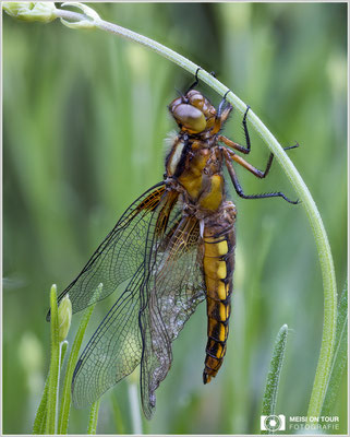 Plattbauch Weibchen  |  Canon EOS R6, Sigma 150 f/2,8 Makro DG OS HSM, ISO 800, 1/125s, f/4 Stack (67 Aufnahmen)