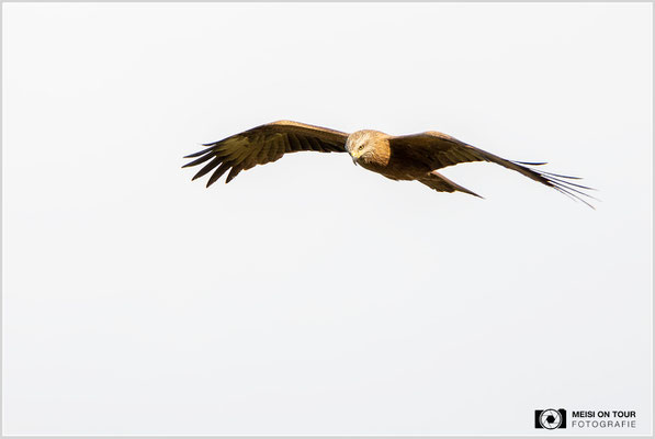 Rotmilan  |  Canon EOS R6, EF 300 f/2,8 L IS II USM mit Telekonverter 2x (600 mm), ISO 800, 1/800s, f/7,1