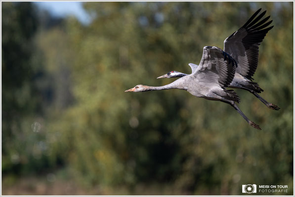Kranich mit Jungtier beim Anflug  |  Nikon Z9, NIKKOR Z 800 mm 1:6,3 VR S mit TC1,4x (1120 mm), ISO 720, 1/1600s, f/9