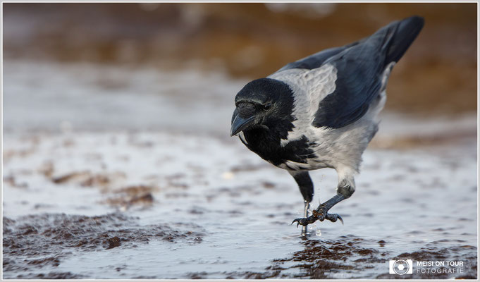 Nebelkrähe  |  Canon EOS-5D Mark IV, EF 300 f/2,8 L IS II USM mit Telekonverter 2x III (600 mm), ISO 1250, 1/3200s, f/5,6, Reissack