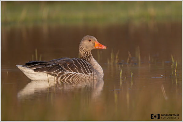 Graugans  |  Nikon Z9, NIKKOR Z 800 mm 1:6,3 VR S mit TC1,4x (1120 mm), ISO 1600, 1/1600s, f/9