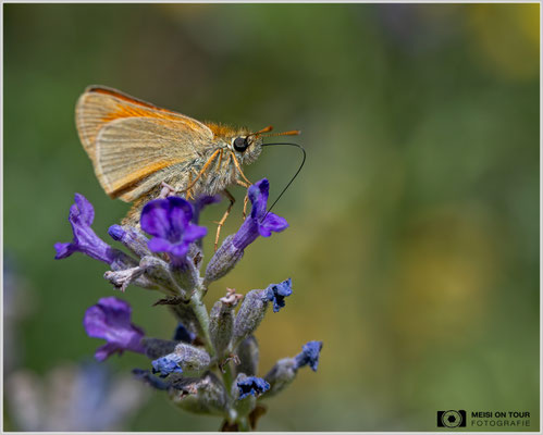 Dickkopffalter |  Nikon Z8, NIKKOR Z MC 105 1:2,8 VR S, ISO 1000, 1/3200s, f/8