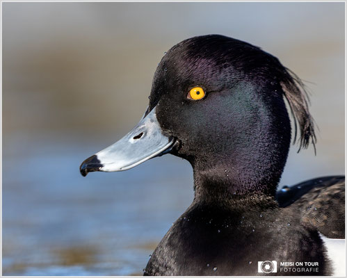 Reiherente  |  Canon EOS R6, EF 300 f/2,8 L IS II USM mit Telekonverter 2x (600 mm), ISO 800, 1/1250s, f/7,1