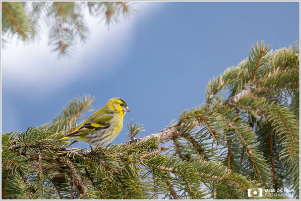 Erlenzeisig-Männchen  |  Nikon Z9, NIKKOR Z 800 mm 1:6,3 VR S mit TC1,4x (1120 mm), ISO 14400, 1/2000s, f/9