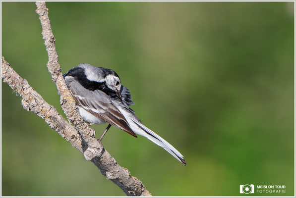 Bachstelze  |  Canon EOS-5D Mark IV, EF 300 f/2,8 L IS II USM mit Telekonverter 2x (600 mm), ISO 500, 1/2000s, f/7,1, Reissack, Winkelsucher