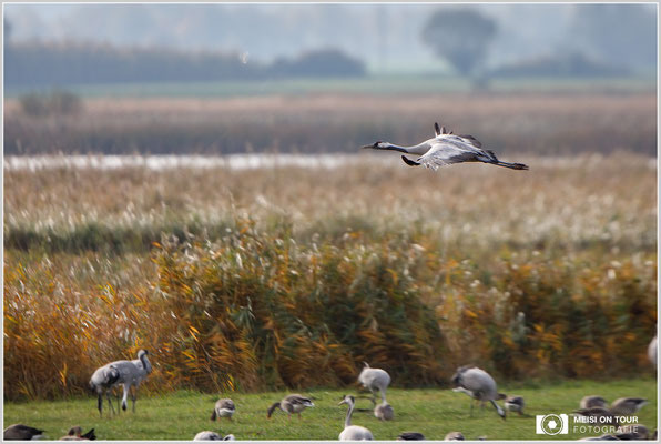 Grauer Kranich  |  Canon EOS-5D Mark IV, EF 300 f/2,8 L IS II USM mit Telekonverter 2x III (600 mm), ISO 320, 1/1600s, f/5,6, Stativ