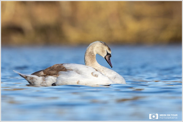 Höckerschwan Jungtier  |  Canon EOS R6, EF 300 f/2,8 L IS II USM mit Telekonverter 2x (600 mm), ISO 800, 1/1600s, f/6,3