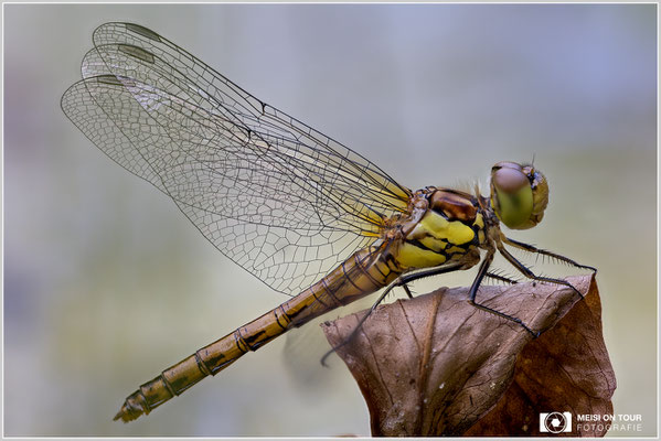 Große Heidelibelle  |  Canon EOS R6, Sigma 150 f/2,8 Makro DG OS HSM mit Telekonverter 1,4x III (210 mm), ISO 400, 1/80s, f/4,5 Stack (90 Aufnahmen)