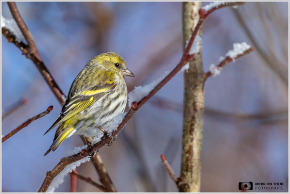 Erlenzeisig-Weibchen  |  Nikon Z9, NIKKOR Z 800 mm 1:6,3 VR S mit TC1,4x (1120 mm), ISO 900, 1/2000s, f/9