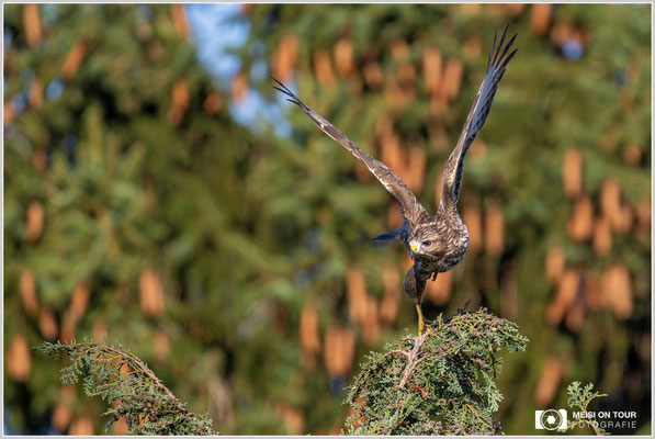 Mäusebussard  |  Nikon Z9, NIKKOR Z 800 mm 1:6,3 VR S mit TC1,4x (1120 mm), ISO 640, 1/1000s, f/9