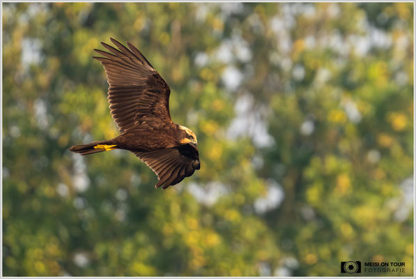Rohrweihe  |  Nikon Z9, NIKKOR Z 800 mm 1:6,3 VR S mit TC1,4x (1120 mm), ISO 2200, 1/1600s, f/9