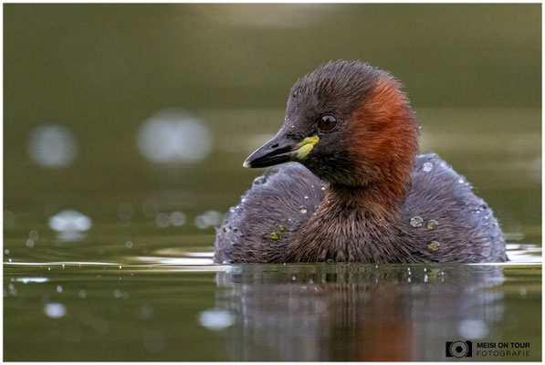 Zwergtaucher  |  Nikon Z8, NIKKOR Z 800 mm 1:6,3 VR S mit TC2,0x (1600 mm), ISO 6400, 1/640s, f/13