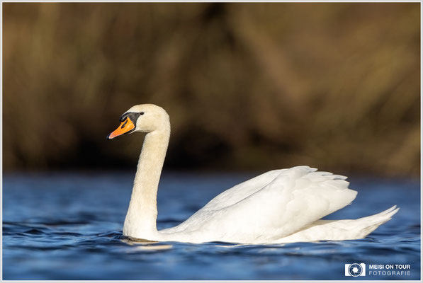 Höckerschwan  |  Canon EOS R6, EF 300 f/2,8 L IS II USM mit Telekonverter 2x (600 mm), ISO 800, 1/4000s, f/7,1