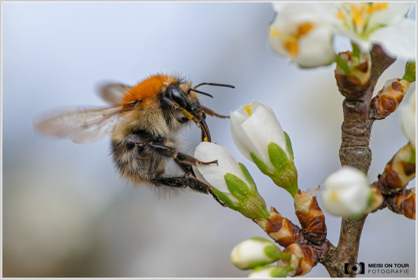Ackerhummel  |  Nikon Z8, Sony FE 100mm F2.8 Makro GM OSS mit Sony Konverter 2,0 (200mm), ISO 900, 1/1250s, f/10