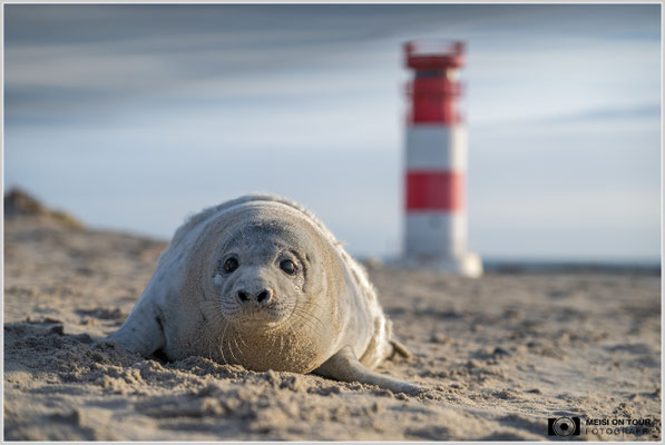 Kegelrobbenbaby mit Leuchtturm  |  Nikon Z8, NIKKOR Z 24-120 mm 1:4 S (77mm), ISO 140, 1/800s, f/4