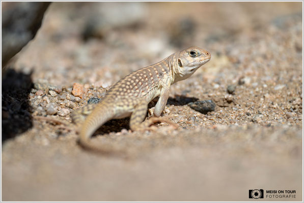 Wüstenleguan im Joshua Tree NP | Nikon Z8, NIKKOR Z 100-400 mm 1:5,6 S (400 mm), ISO 100, 1/1250, f/5,6