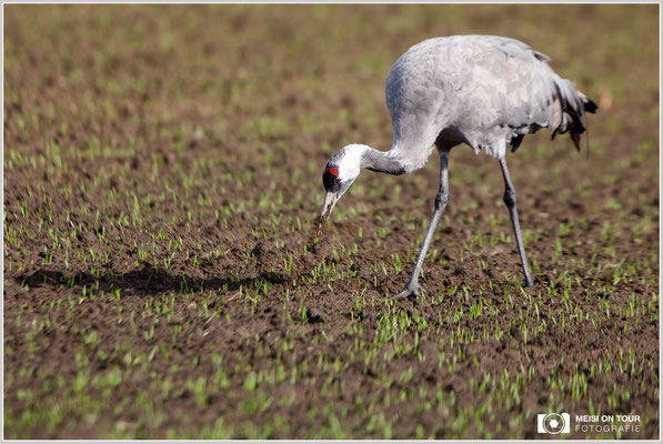 Grauer Kranich  |  Canon EOS-5D Mark IV, EF 300 f/2,8 L IS II USM mit Telekonverter 2x III (600 mm), ISO 400, 1/1600s, f/5,6, Reissack im Autofenster