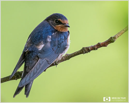 Rauchschwalbe  |  Nikon Z9, NIKKOR Z 800 mm 1:6,3 VR S mit TC1,4x (1120 mm), ISO 2500, 1/800s, f/9