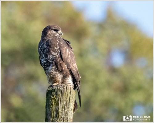 Mäusebussard  |  Nikon Z9, NIKKOR Z 100-400 mm 1:4,5–5,6 VR S mit TC2,0x (800 mm), ISO 4000, 1/1250s, f/11