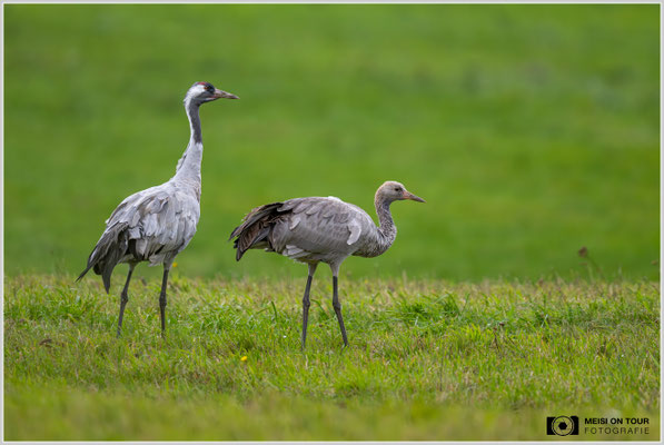 Kranichelternteil und Jungtier  |  Nikon Z9, NIKKOR Z 800 mm 1:6,3 VR S, ISO 3200, 1/2000s, f/7,1