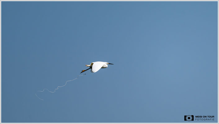 Seidenreiher  |  Nikon Z9, NIKKOR Z 800 mm 1:6,3 VR S, ISO 250, 1/3200s, f/6,3