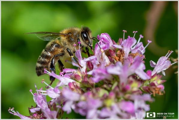 Biene an Breitblättrigem Thymian |  Nikon Z8, NIKKOR Z MC 105 1:2,8 VR S, ISO 560, 1/640s, f/11