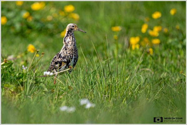 Kampfläufer  |  Nikon Z9, NIKKOR Z 800 mm 1:6,3 VR S, ISO 1100, 1/4000s, f/6,3