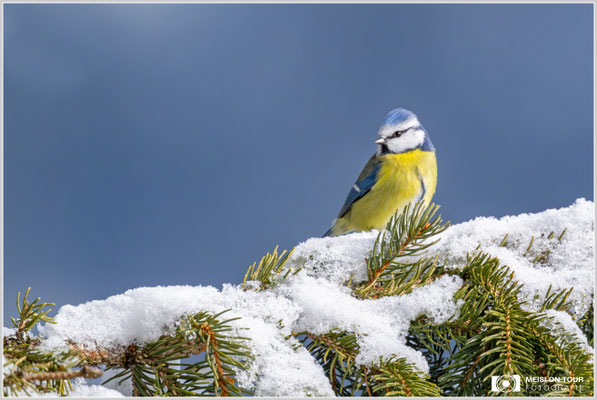 Blaumeise  |  Nikon Z9, NIKKOR Z 800 mm 1:6,3 VR S mit TC1,4x (1120 mm), ISO 1800, 1/1600s, f/9