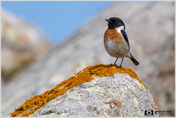 Schwarzkehlchen  |  Nikon Z9, NIKKOR Z 800 mm 1:6,3 VR S mit TC1,4x (1120 mm), ISO 1600, 1/5000s, f/9