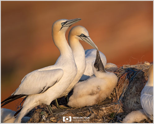 Basstölpelfamilie  |  Nikon Z9, NIKKOR Z 800 mm 1:6,3 VR S mit TC 1,4 (1120 mm), ISO 720, 1/1600s, f/9