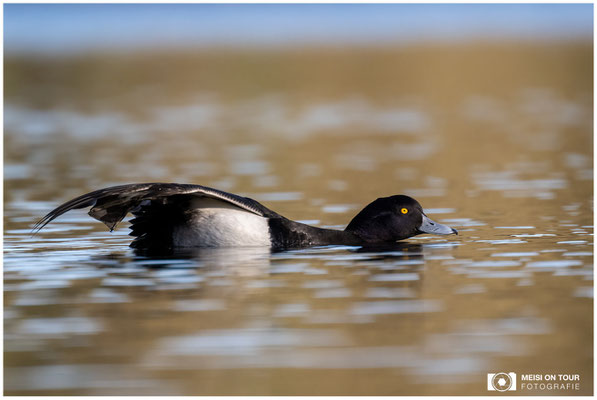 Reiherente  |  Nikon Z9, NIKKOR Z 100-400 mm 1:4,5–5,6 VR S mit TC2,0x (800 mm), ISO 1600, 1/1250s, f/11