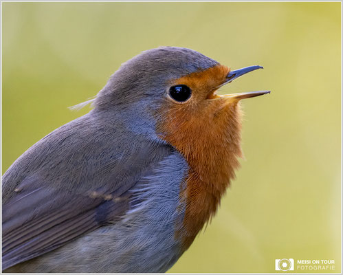 Rotkehlchen  |  Nikon Z9, NIKKOR Z 100–400 mm 1:4,5–5,6 VR S (400 mm), ISO 1600, 1/500s, f/5,6