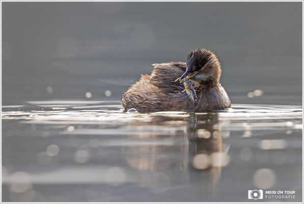Zwergtaucher  |  Canon EOS R6, EF 300 f/2,8 L IS II USM mit Telekonverter 2x (600 mm), ISO 3200, 1/1600s, f/7,1